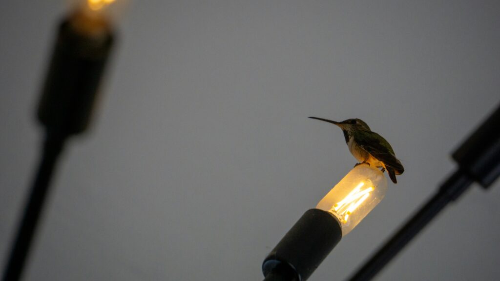bird light